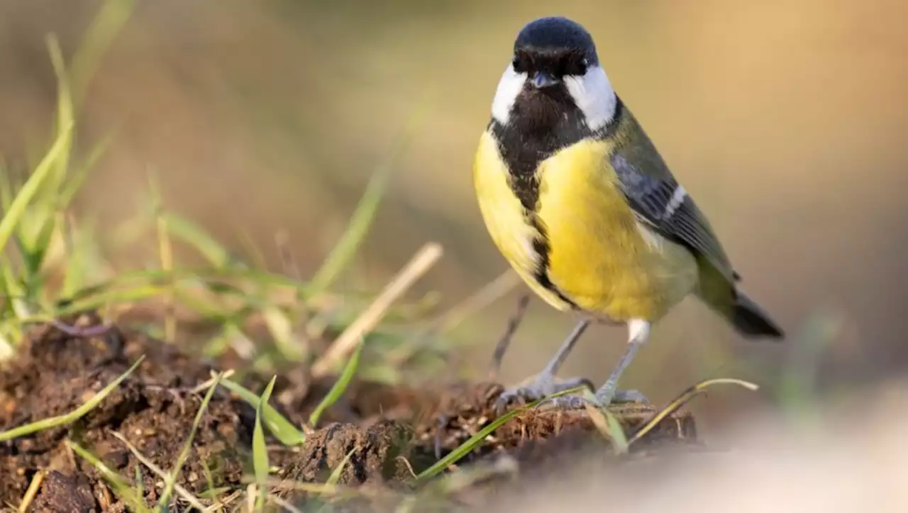 Environnement : pourquoi, ce week-end, il faut compter les oiseaux qui visitent votre jardin ?