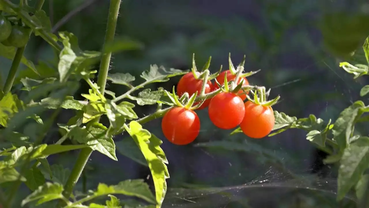 Jardinage : arrosage, entretien, variétés... Tout savoir pour cultiver de belles tomates cet été