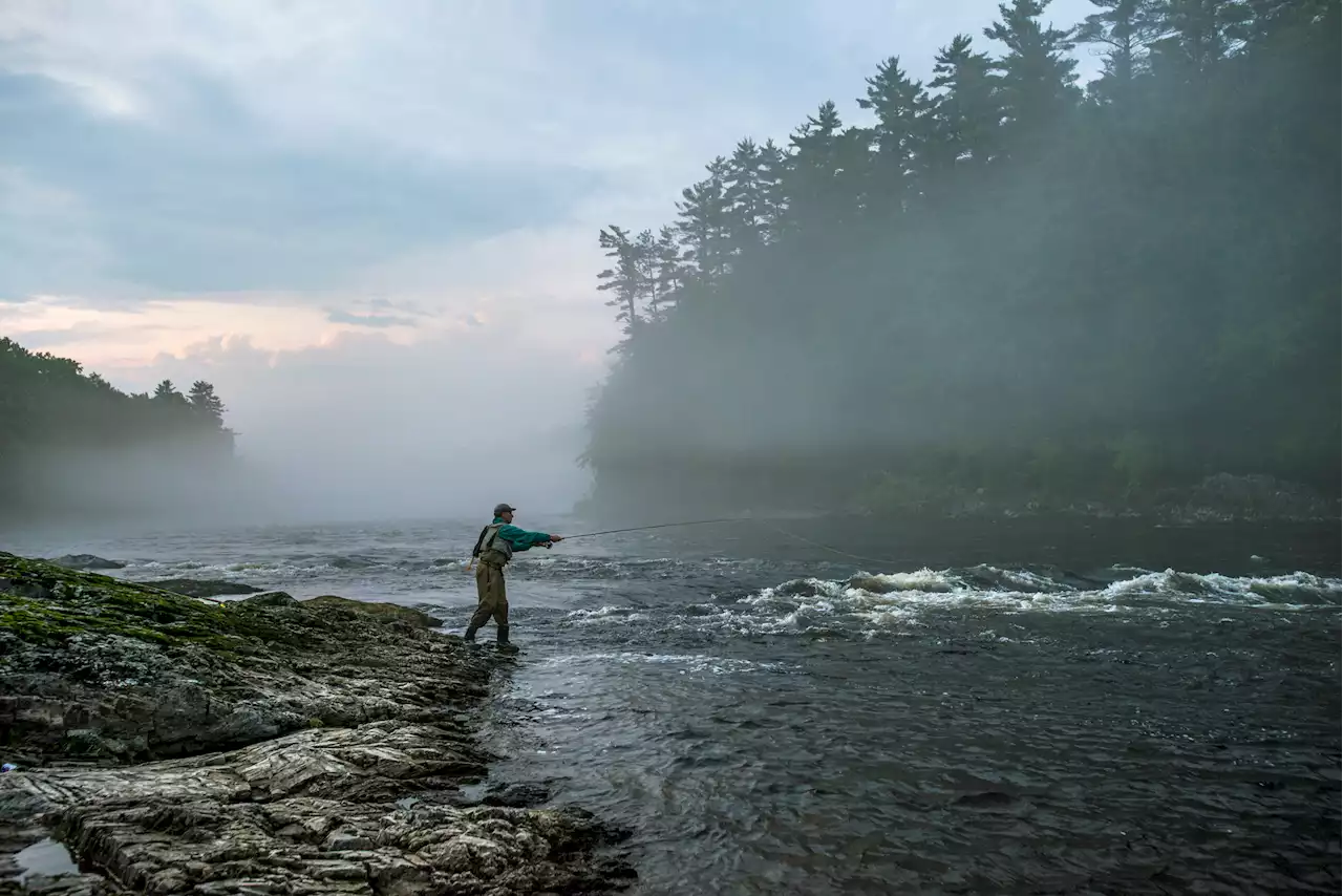 Baby Eels Remain One of America's Most Valuable Fish After Strong Year in Maine