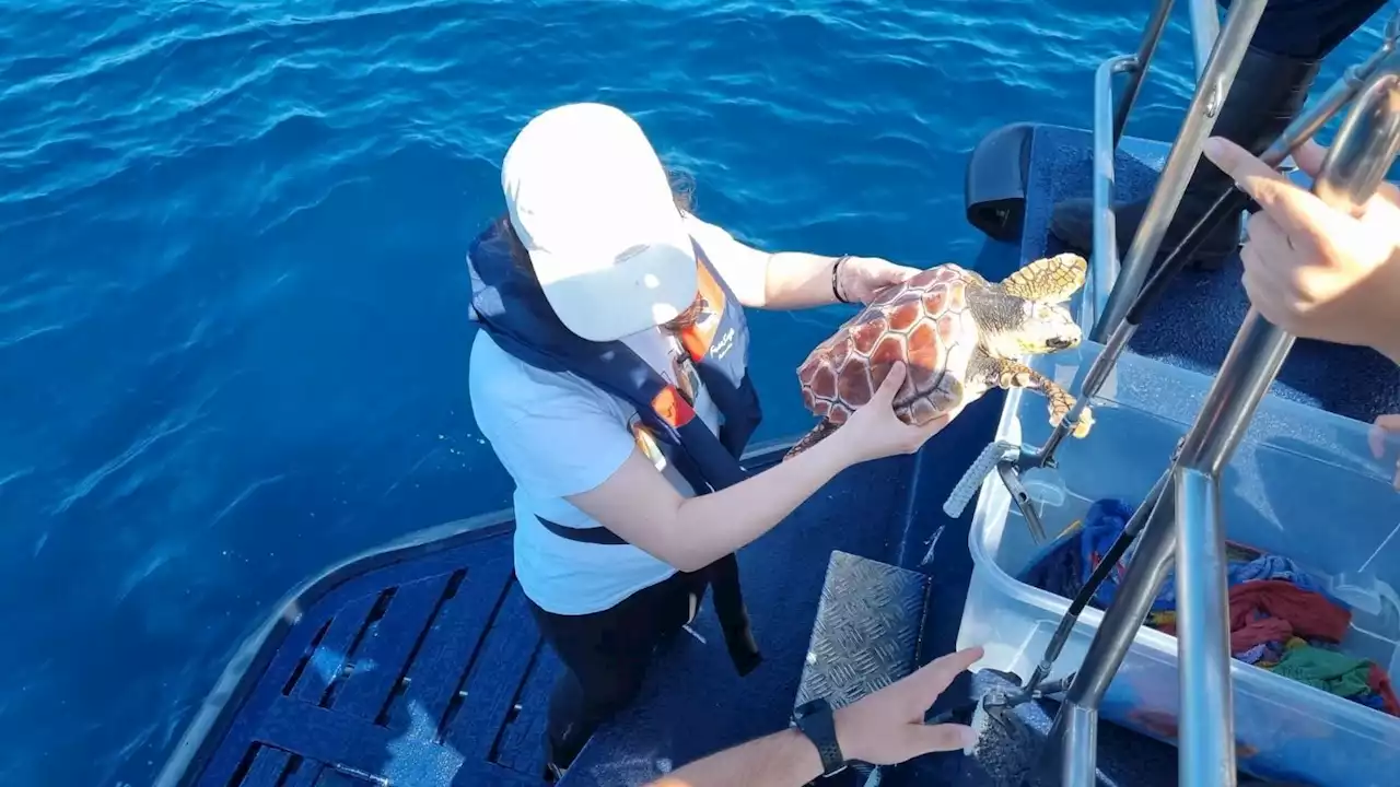 Las tortugas Nemiña y Coviña vuelven al mar tras su recuperación en Galicia