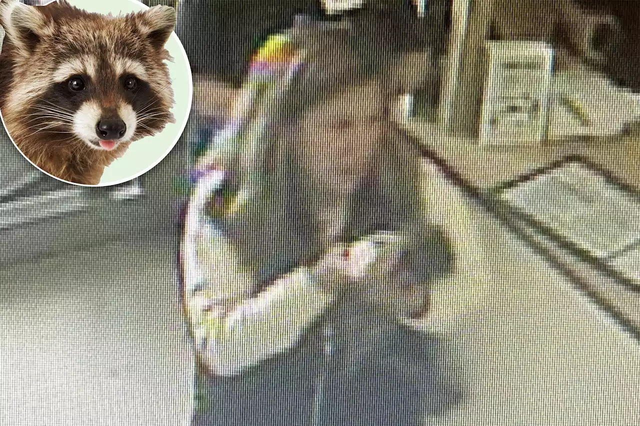 Baby raccoon euthanized after woman takes critter to a Maine Petco for nail trim