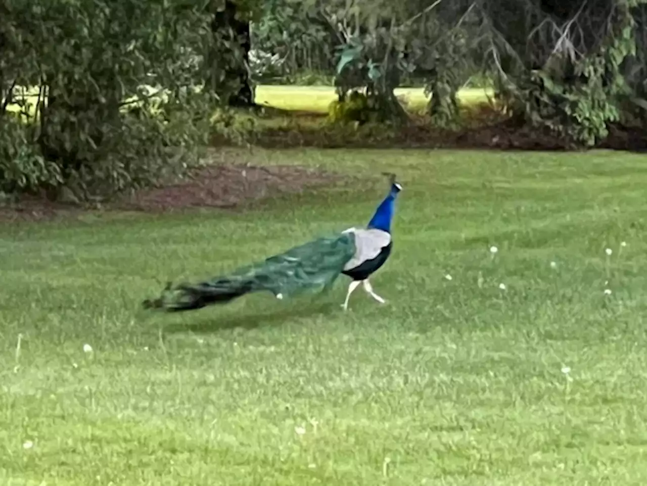 'Cunning' peacock eludes OPP pursuers in Augusta Township