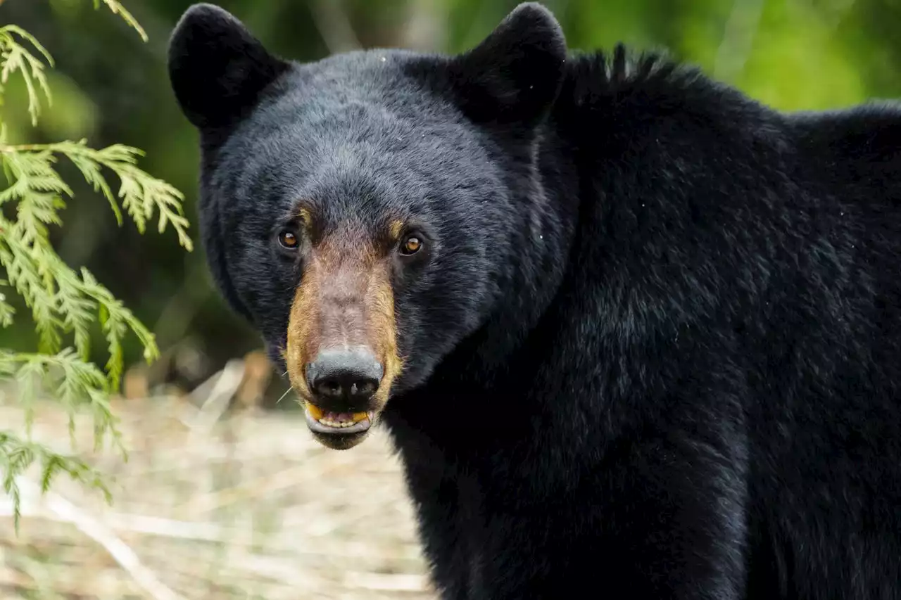 ‘We’re safe but the cupcakes aren’t’: Bear breaks into bakery garage