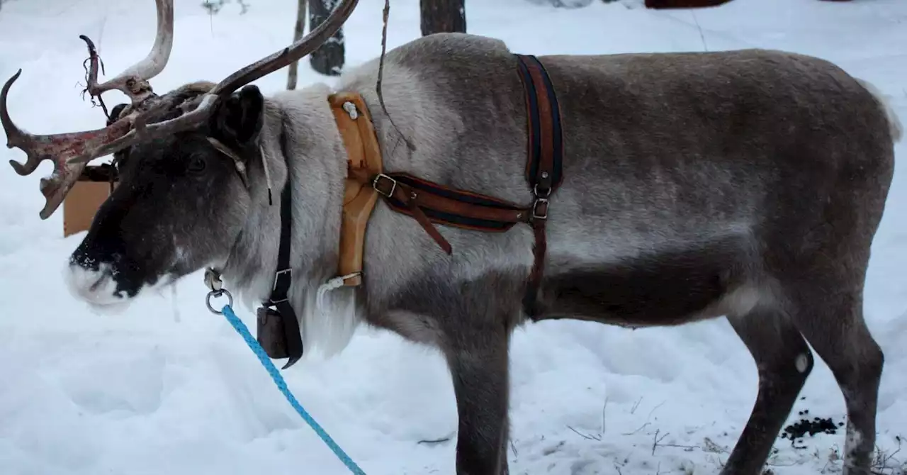 Indigenous Reindeer Herders Experience Mental Distress