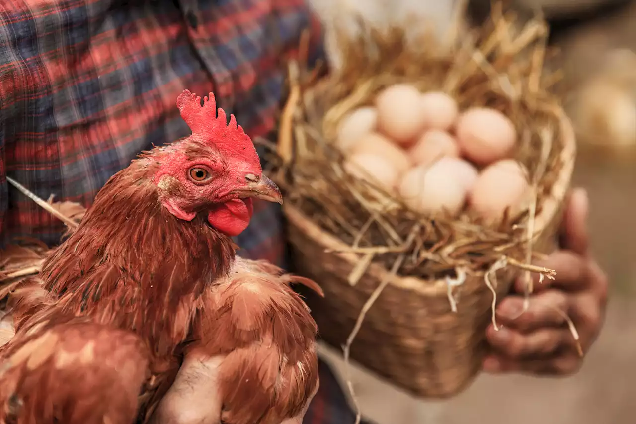 ChatGPT responde: ¿qué fue primero, el huevo o la gallina? - Pulzo