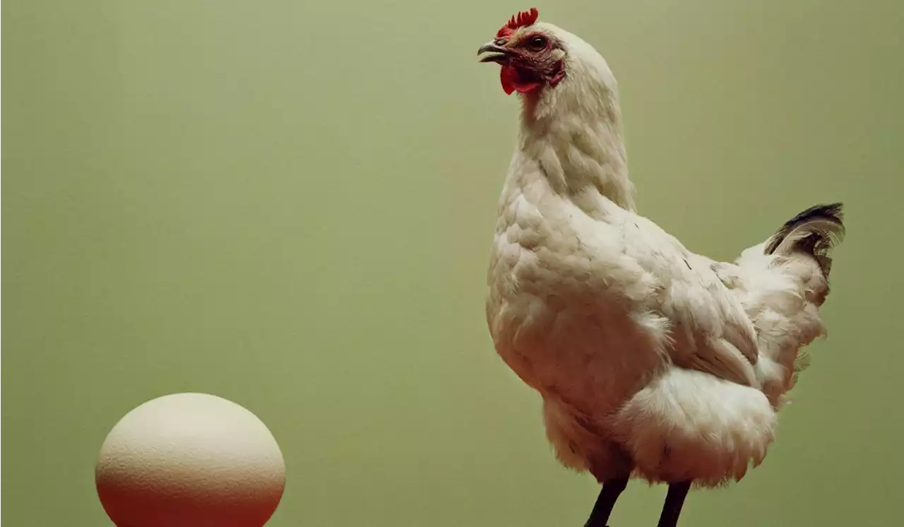 ¿qué Fue Primero El Huevo O La Gallina La Ciencia Respondió Esta Gran