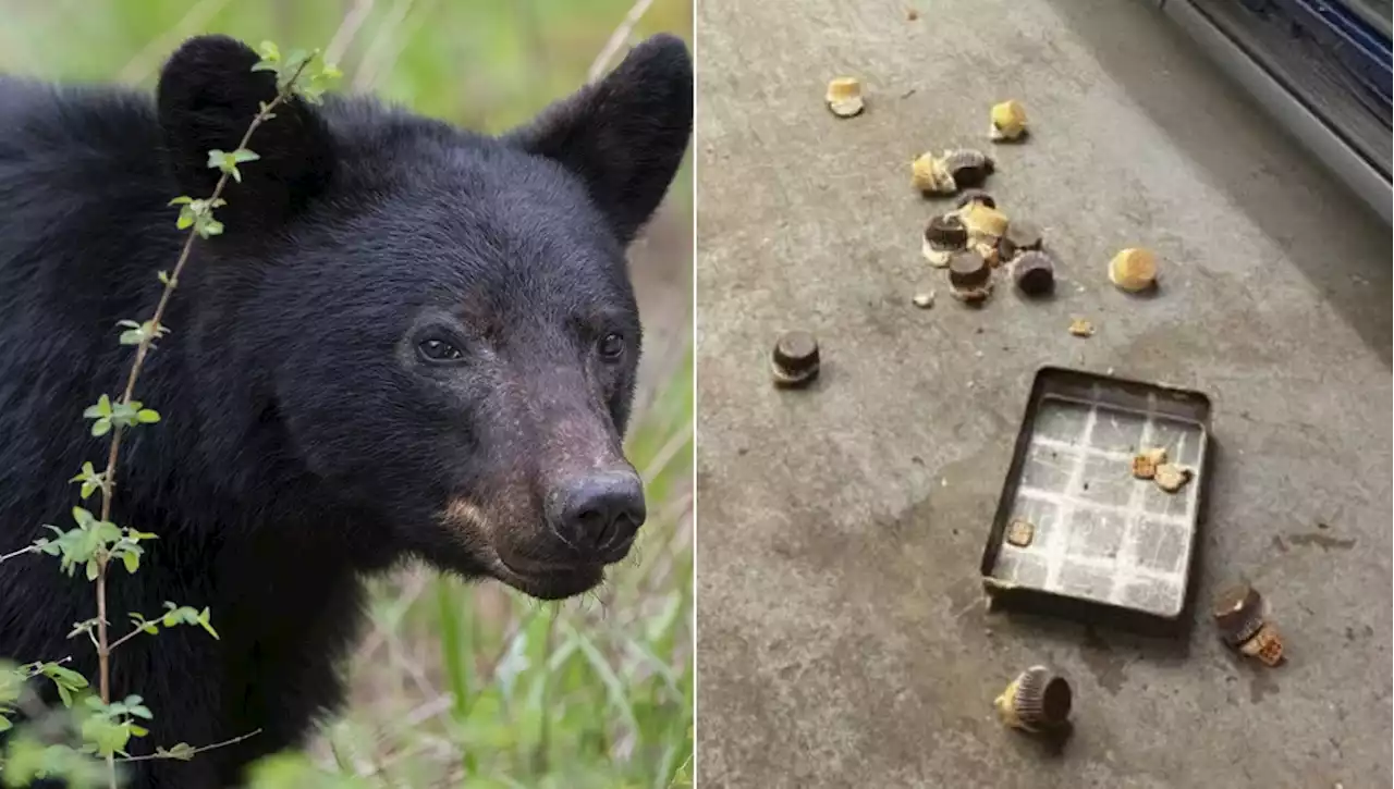 Orso nero ruba 60 cupcake in una pasticceria in Connecticut, attimi di paura tra i dipendenti