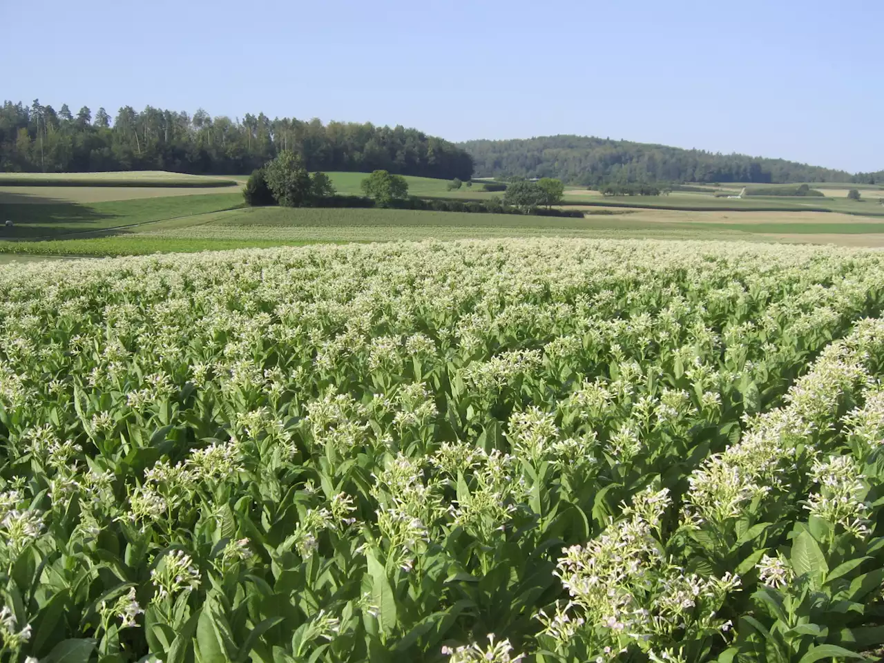 Gelder für Tabak-Bauern sollen weg - Schweizer Bauer