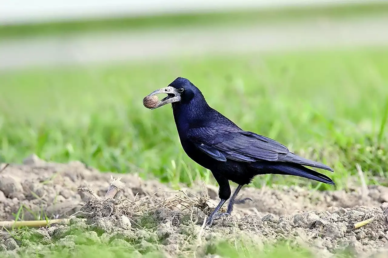 Krähen machen steirischen Bauern arg zu schaffen - Schweizer Bauer