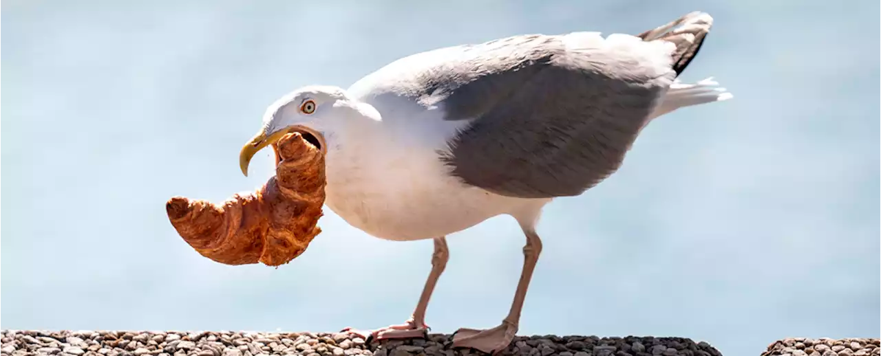 Research Reveals The Creepy Way Greedy Gulls Decide What to Eat