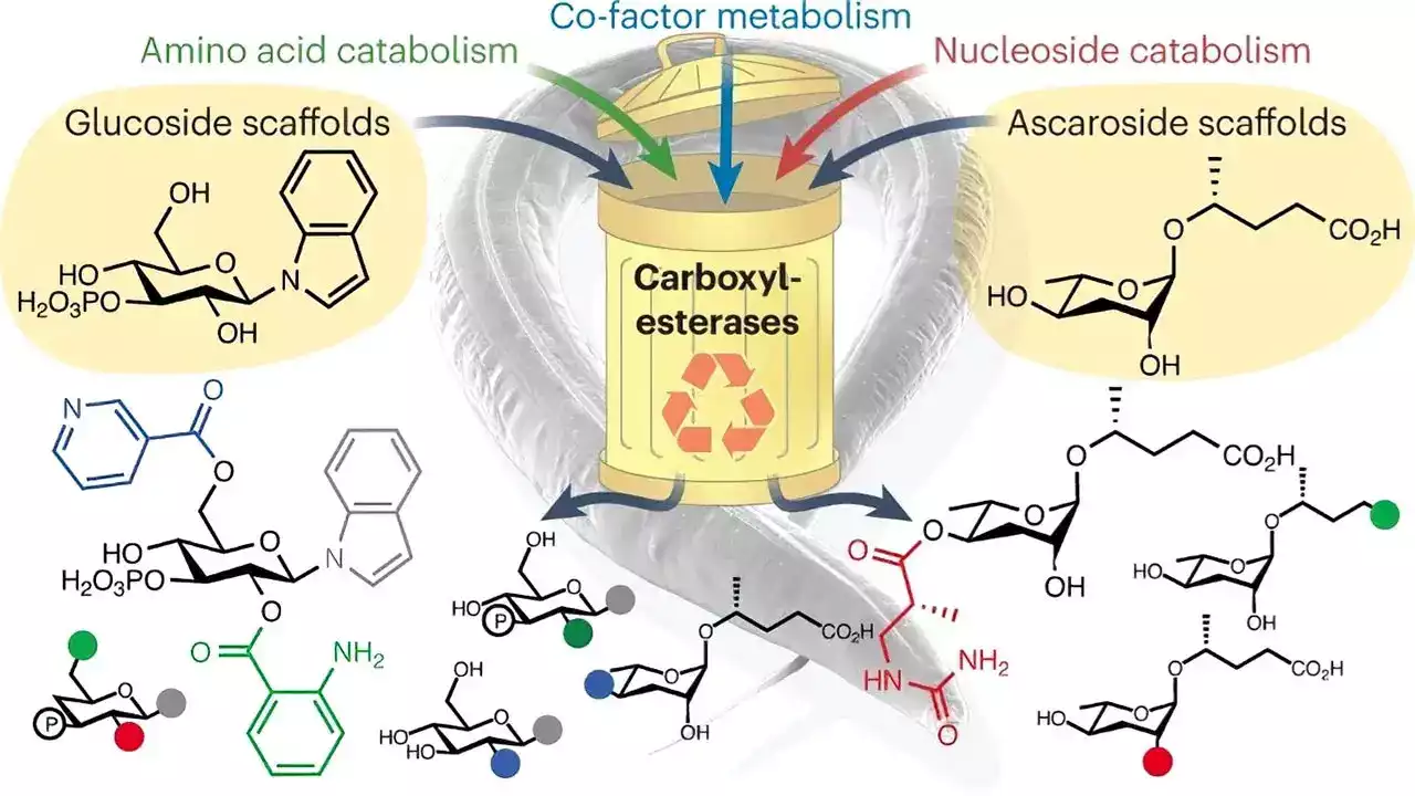 Nature’s Alchemy: Cellular Waste Transformed Into Essential Chemicals