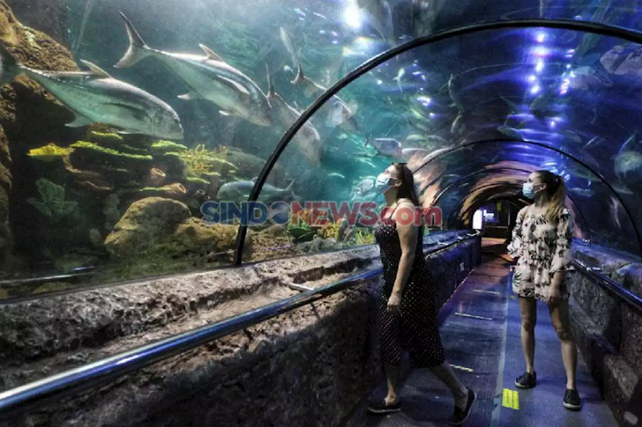 6 Perbedaan Jakarta Aquarium dan Sea World Ancol, Nomor 1 dan 2 Paling Mencolok