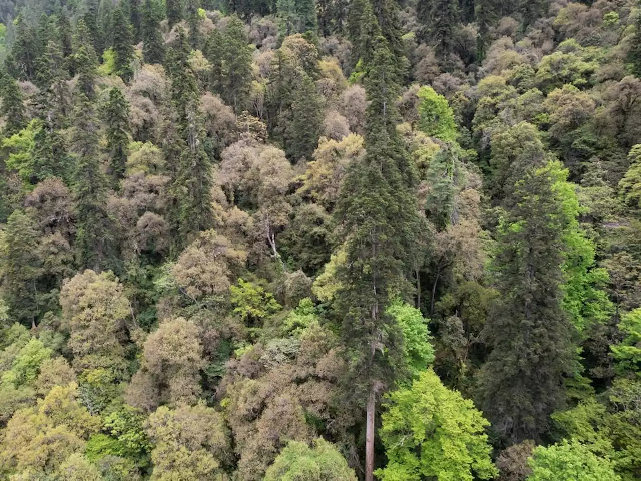 New Asian record of tallest tree found in Tibet