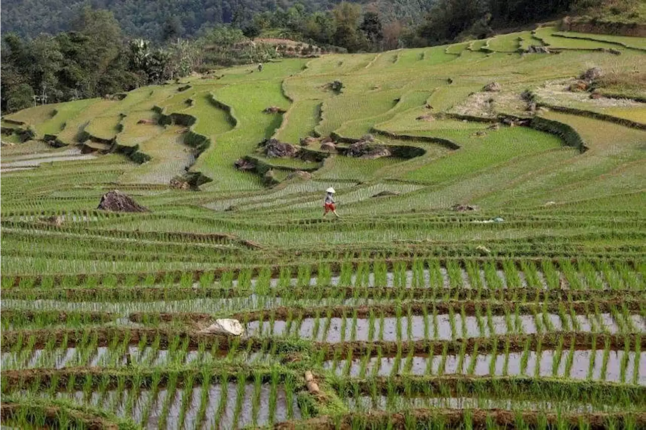 Vietnam to cut annual rice exports by 44% to four million tonnes by 2030