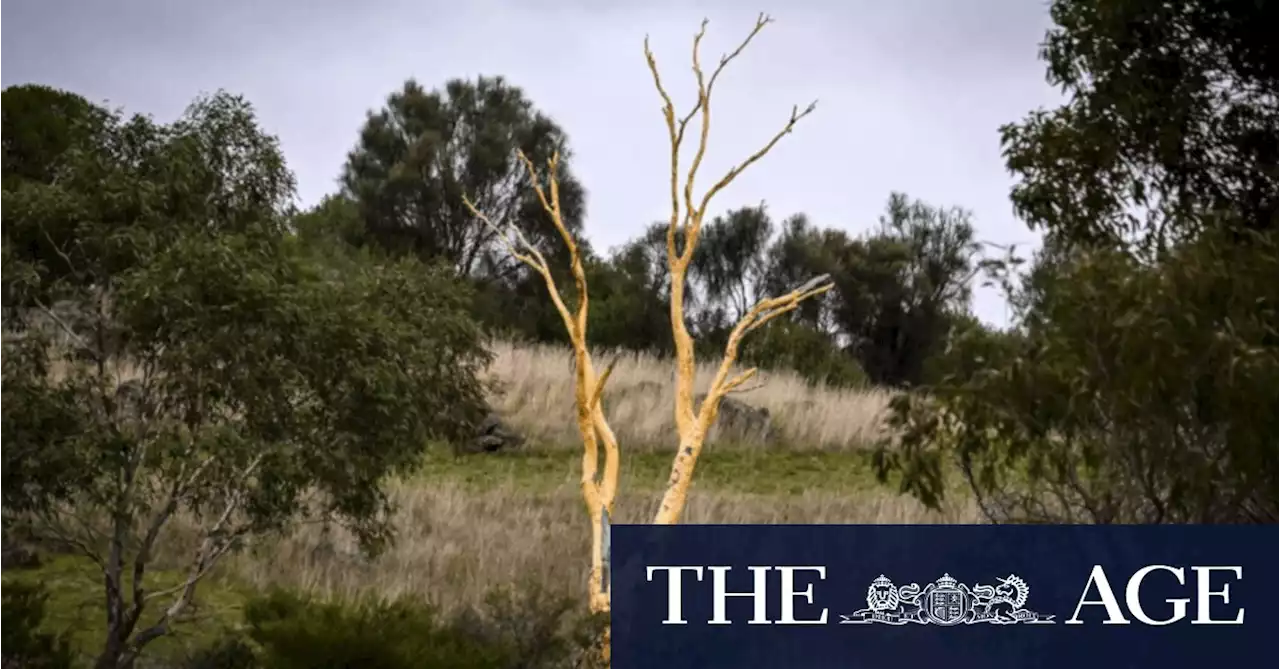 The trees Melburnians could never leaf without