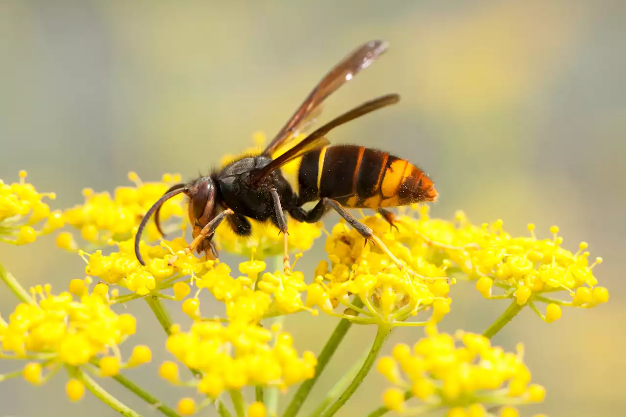 I’m a pest expert – Asian hornets have venom 7 times stronger than a wasp