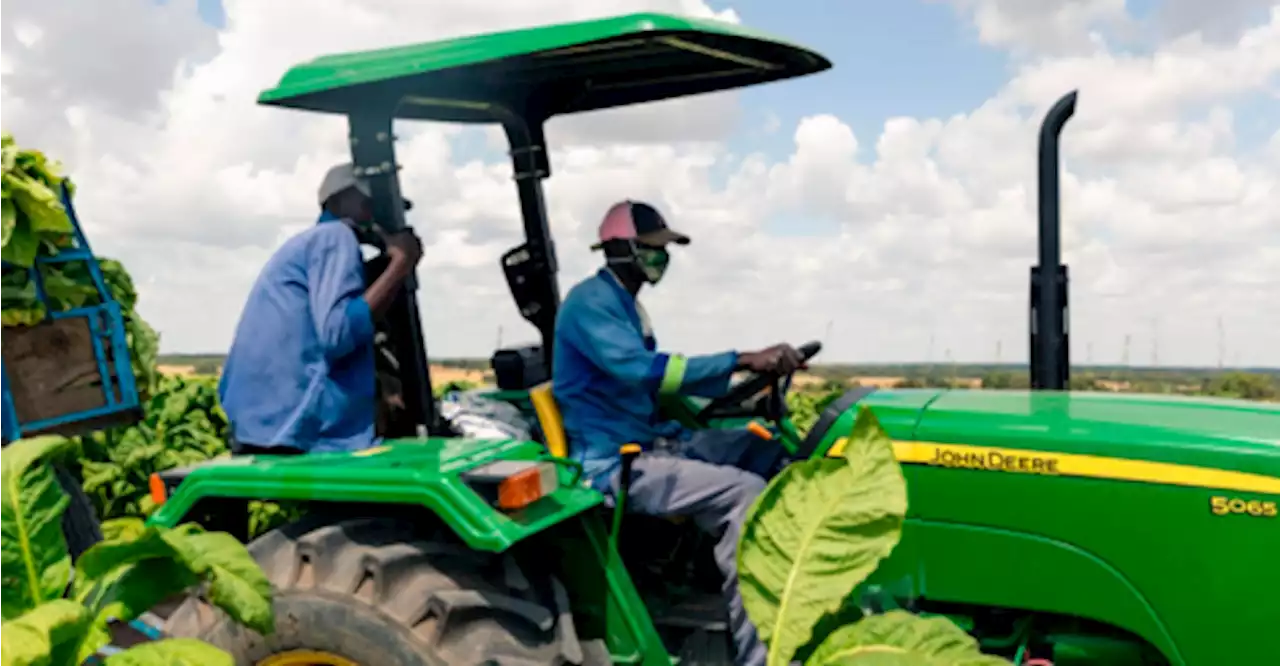 WHO backs farmers to grow food instead of tobacco