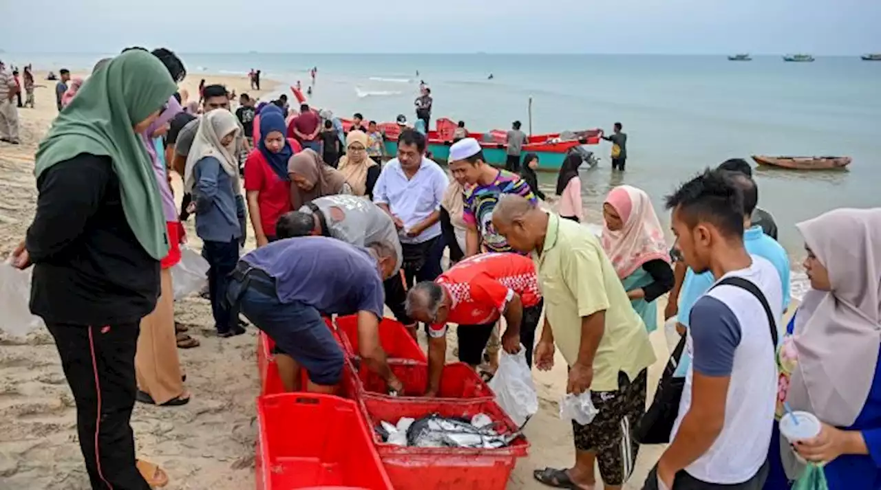 Satu tan ikan, sotong laris dalam sejam