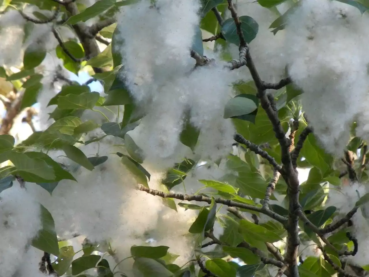 Snowing in May? No that's cottonwood seed. Here's why white fluff is flying around Metro Vancouver