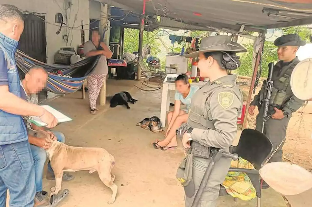 No aparecen perros de raza pitbull que mataron a niño en Bucaramanga, comunidad teme otro ataque