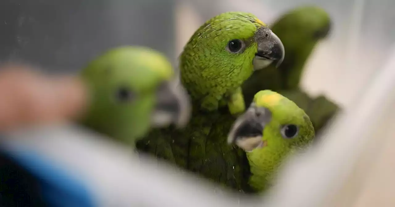 Chirping sounds lead airport officials to bag filled with smuggled parrot eggs