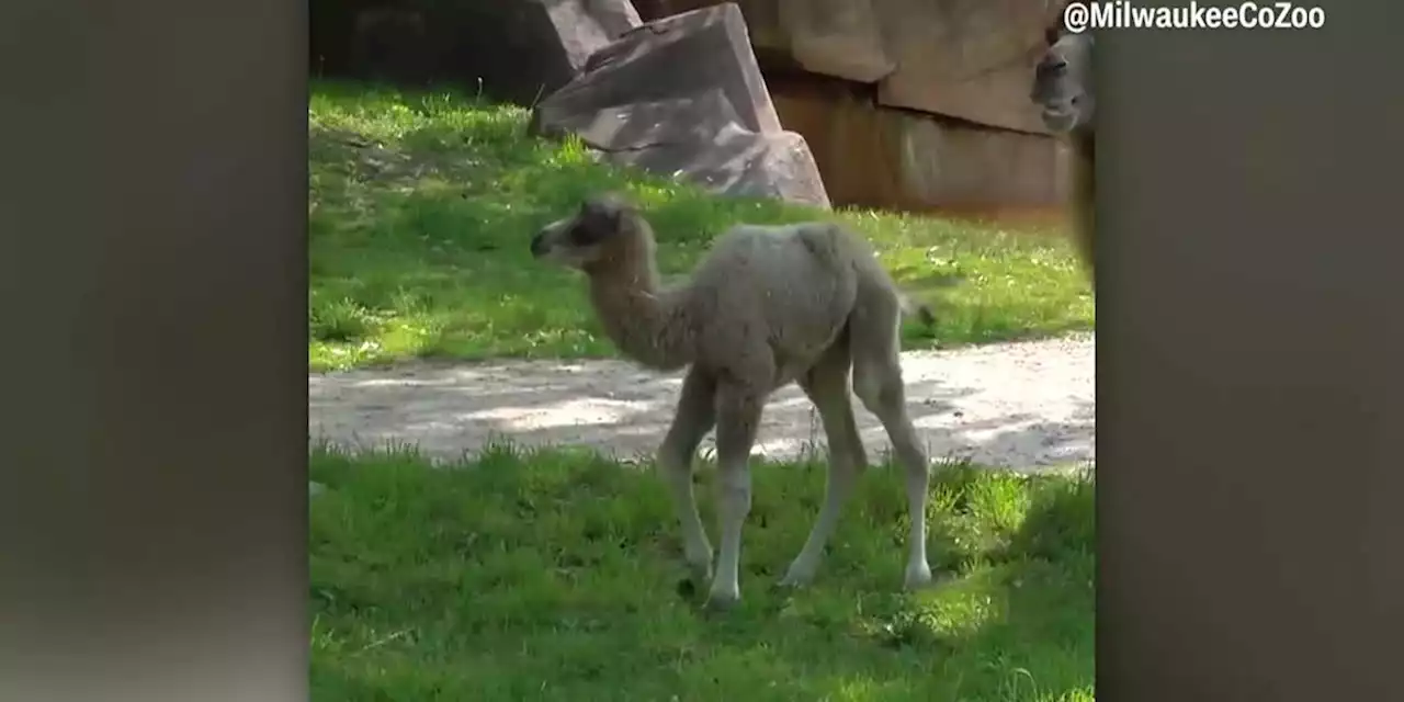 VIDEO: Milwaukee County Zoo welcomes baby camel to outdoor habitat