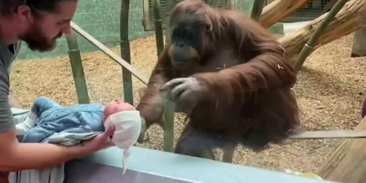 Family’s heartfelt moment with orangutan at zoo asking to see newborn goes viral