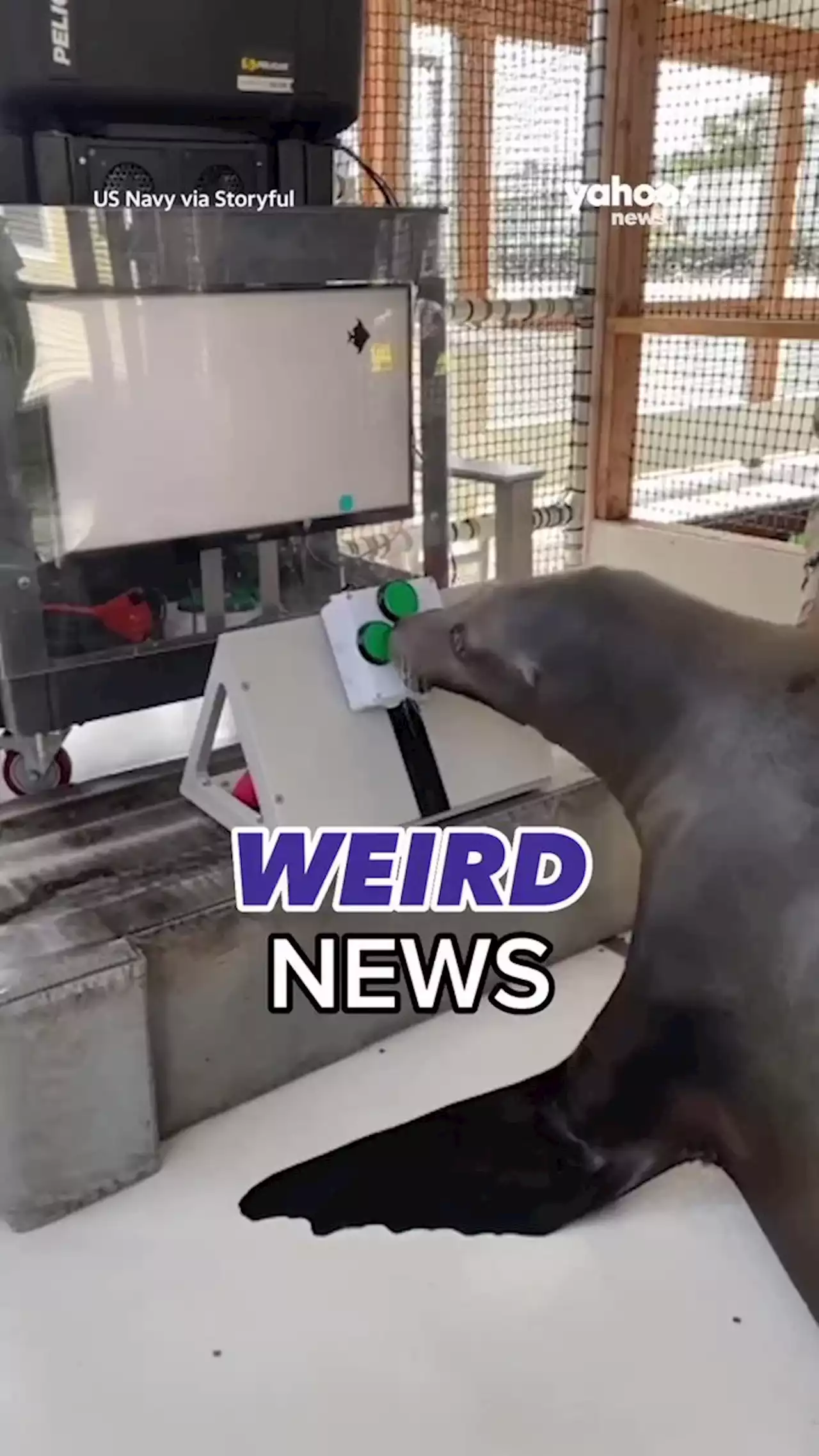 US Navy Trains Sea Lion to Become 'Avid Gamer'