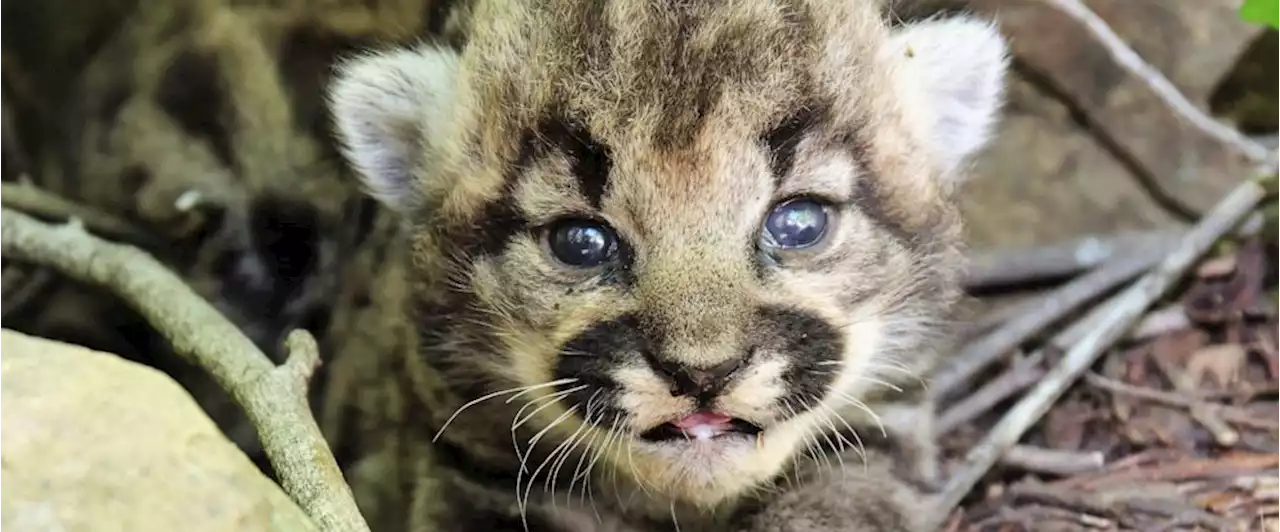 3 healthy kittens born to mountain lion tracked by biologists in wilderness near Los Angeles