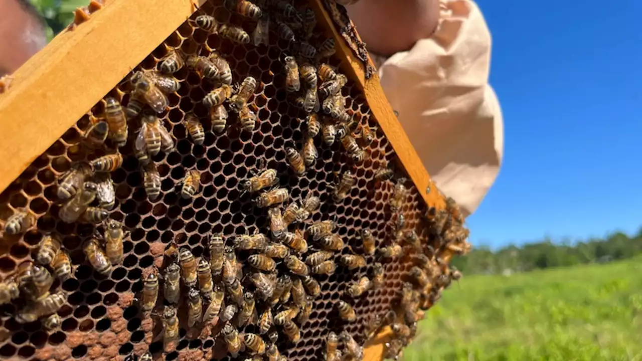 Residents fight feral honey bees taking over native wildlife homes