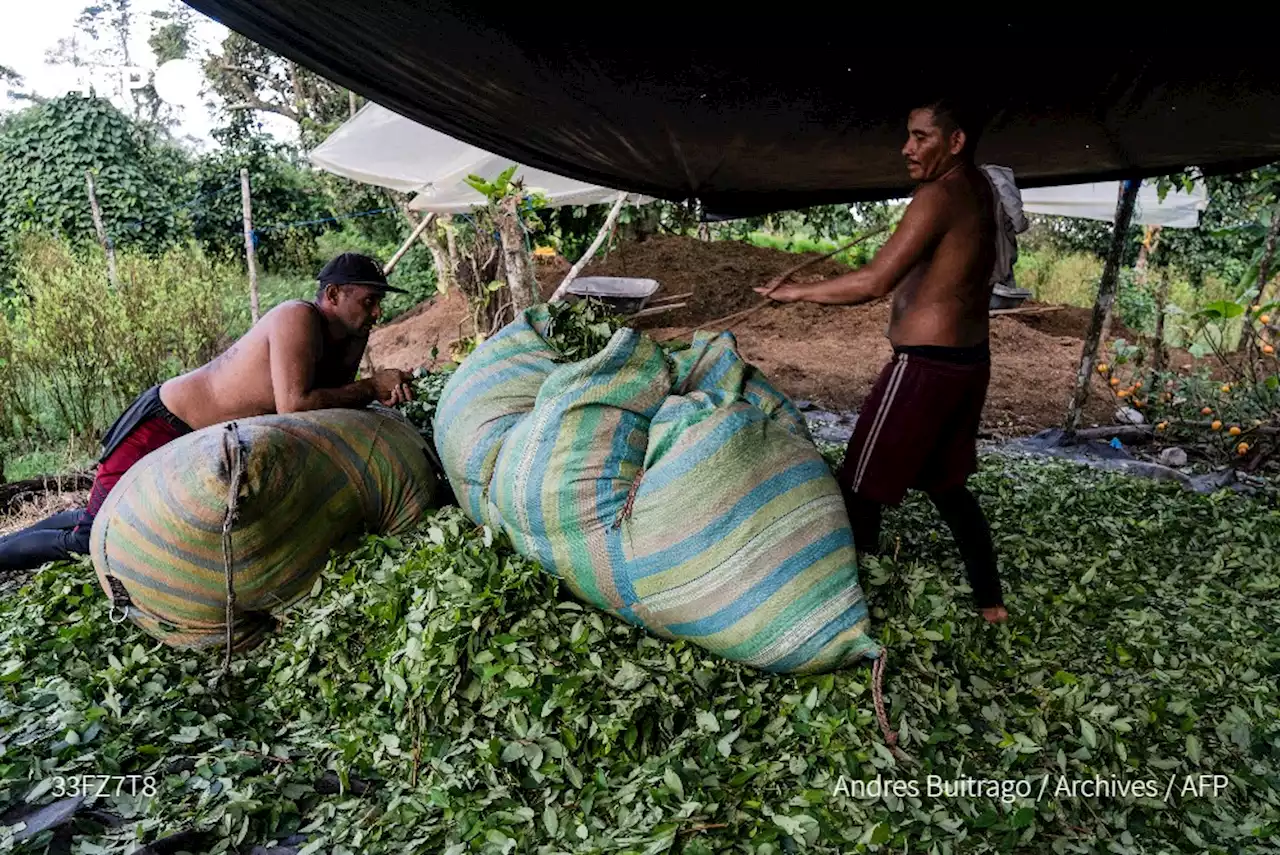 En Colombie, la surprenante crise de la coca