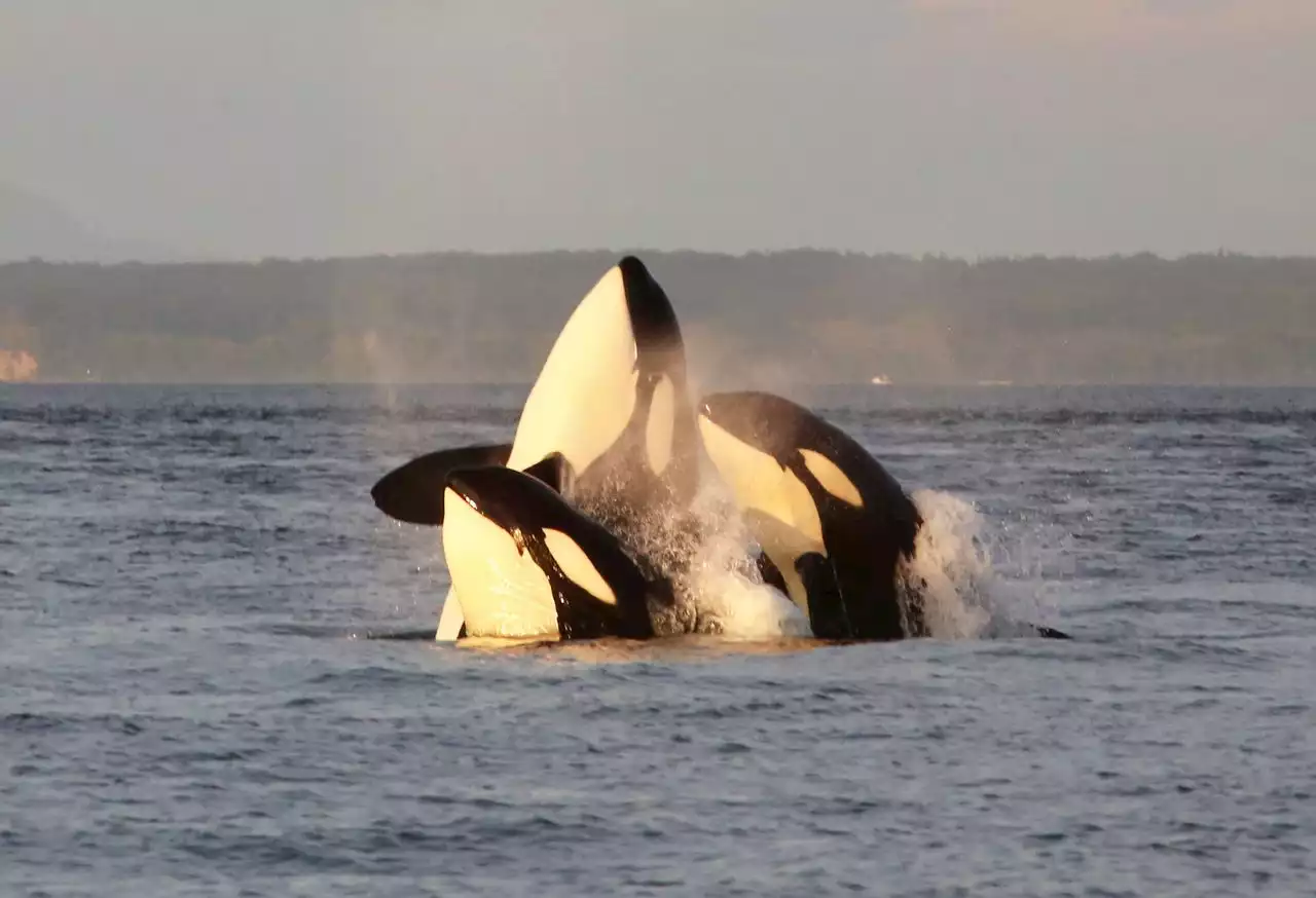 Killer whales are attacking boats; researchers want to know why