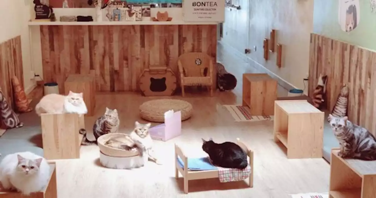 5 animal cafes you won't want to miss