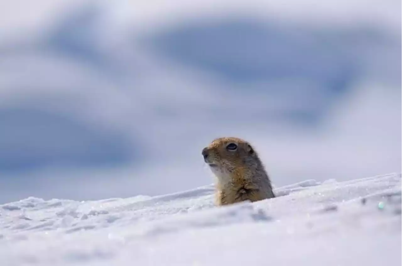 Climate change could mean fewer 'date nights' for Arctic ground squirrels: study