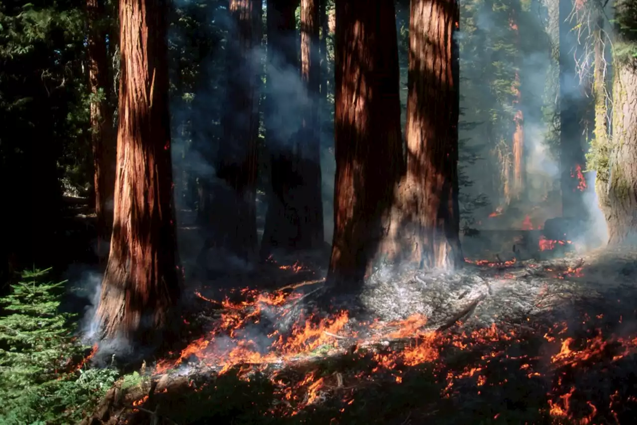 How a B.C. Indigenous community is reintroducing fire to manage the land