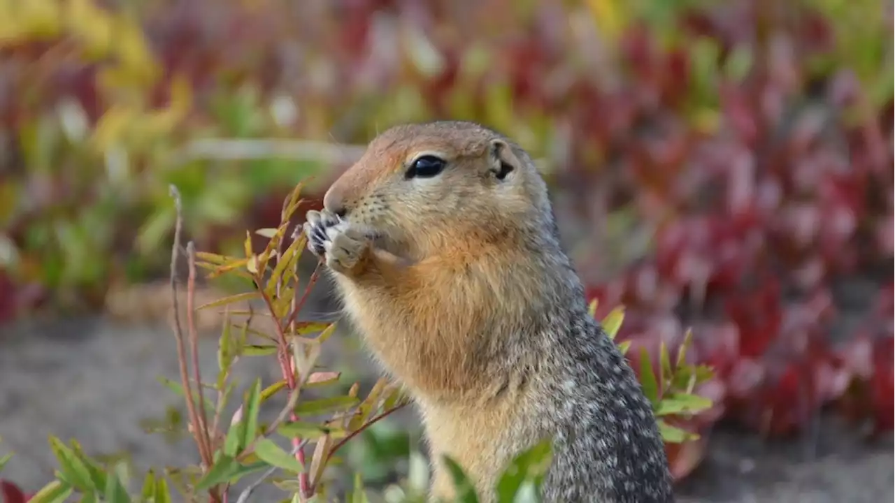 Climate change could mean fewer 'date nights' for Arctic ground squirrels: study