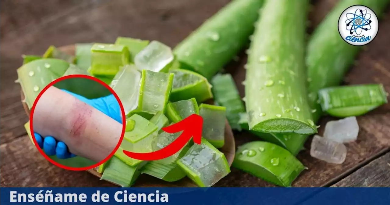 Increíbles usos del aloe vera que probablemente no conocías