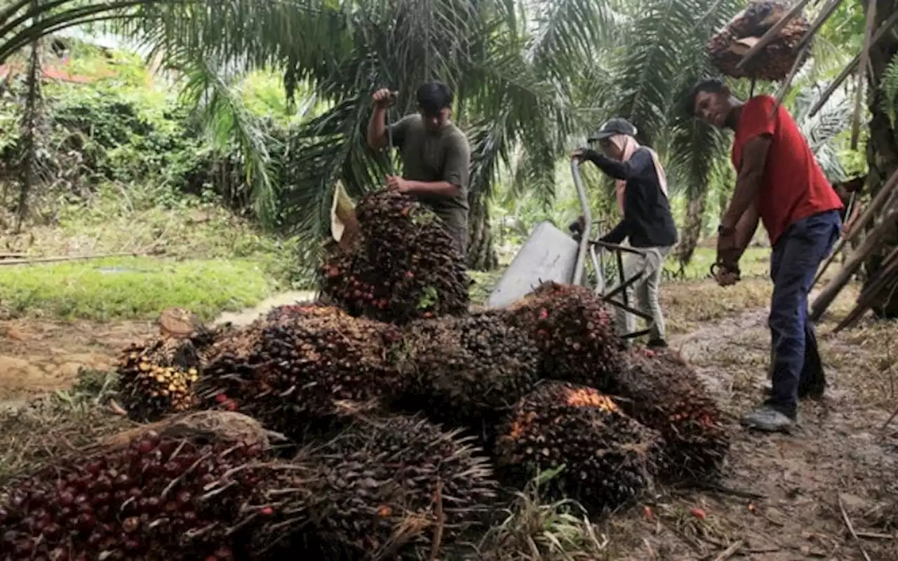 Recognise our work on deforestation, Malaysia, and Indonesia tell EU