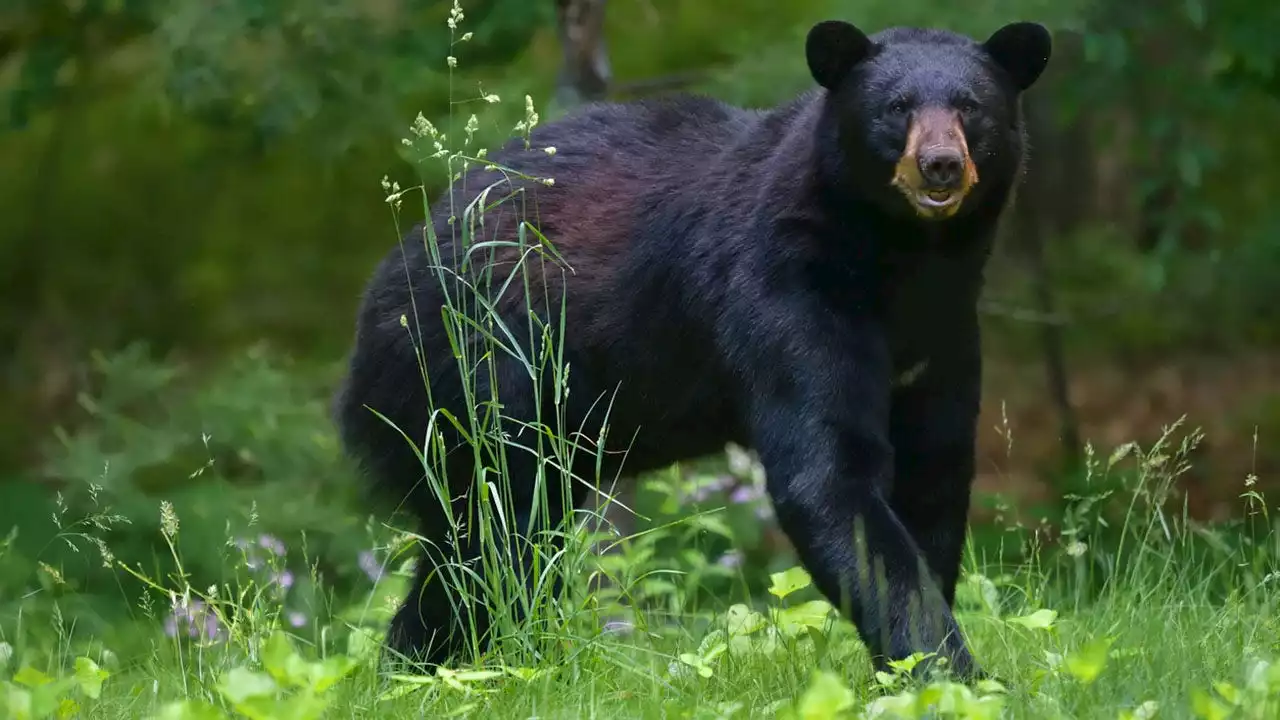 Pennsylvania bear that attacked two young children captured, euthanized: officials