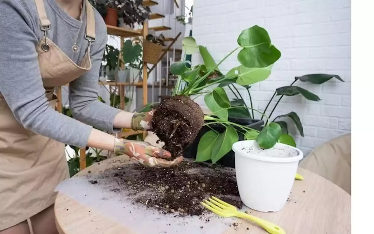 4 conselhos de um botânico para não matar as plantas em casa