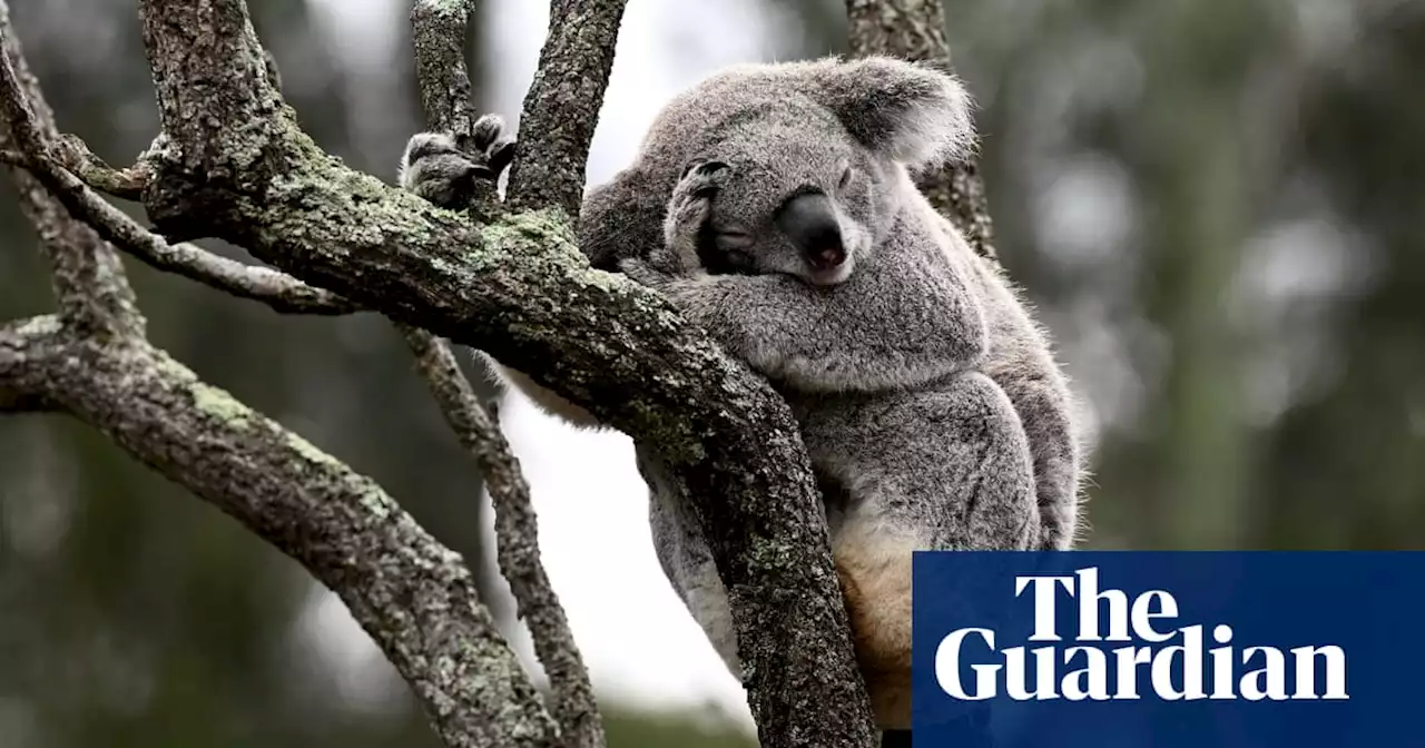 More than 40,000 hectares of nationally vital koala habitat marked for potential logging in NSW