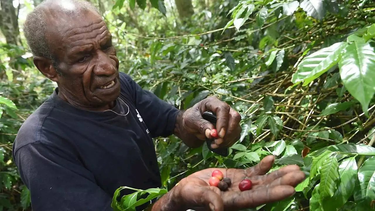 Petani Kopi di Papua Pegunungan Butuh Pendampingan dan Fasilitas Produksi