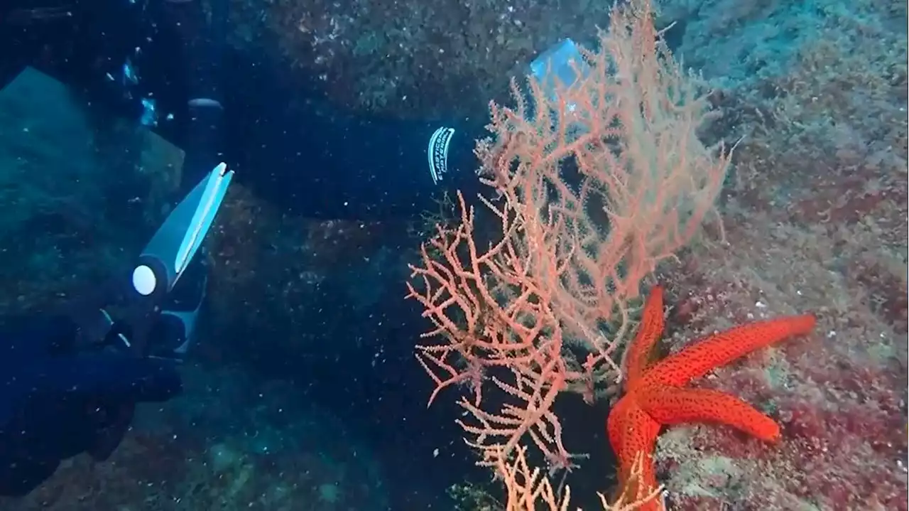 Barcelona se convierte en la primera localidad del Mediterráneo en reforestar gorgonias