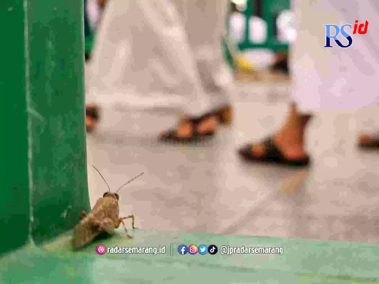 Madinah dan Makkah Lagi Musim Belalang dan Jangkrik, Tapi Tak Boleh Dibunuh