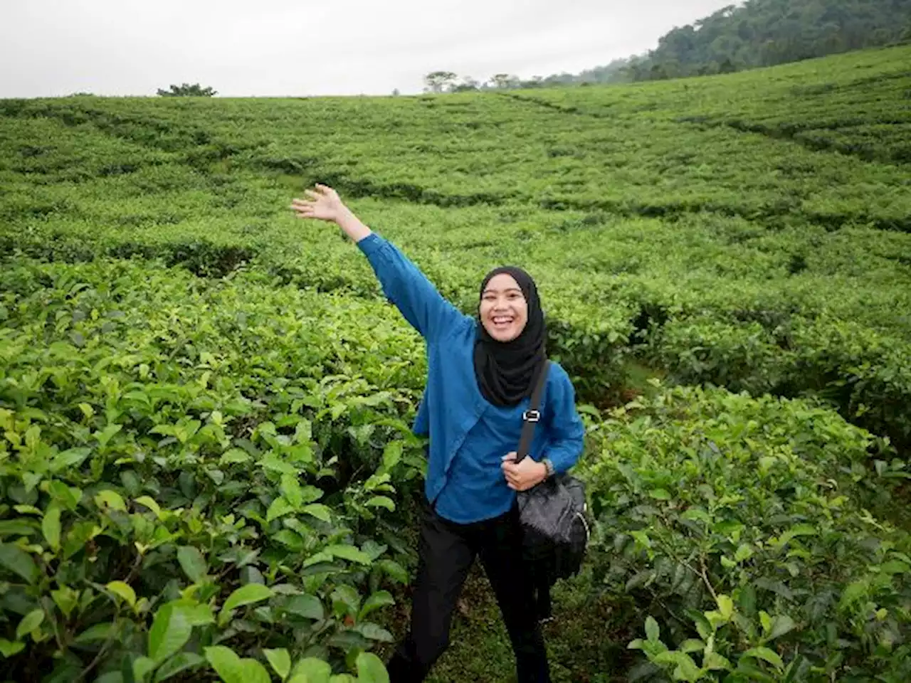 Wisata Teh Gucialit Lumajang Kesejukannya Bikin Nagih