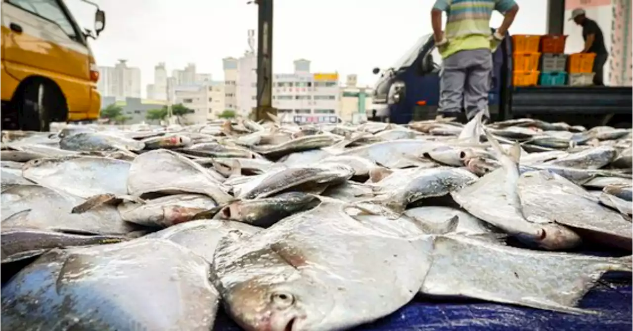 한 마리에 5만원이라니…초여름 별미 '이 것' 그림의 떡 됐다 | 중앙일보