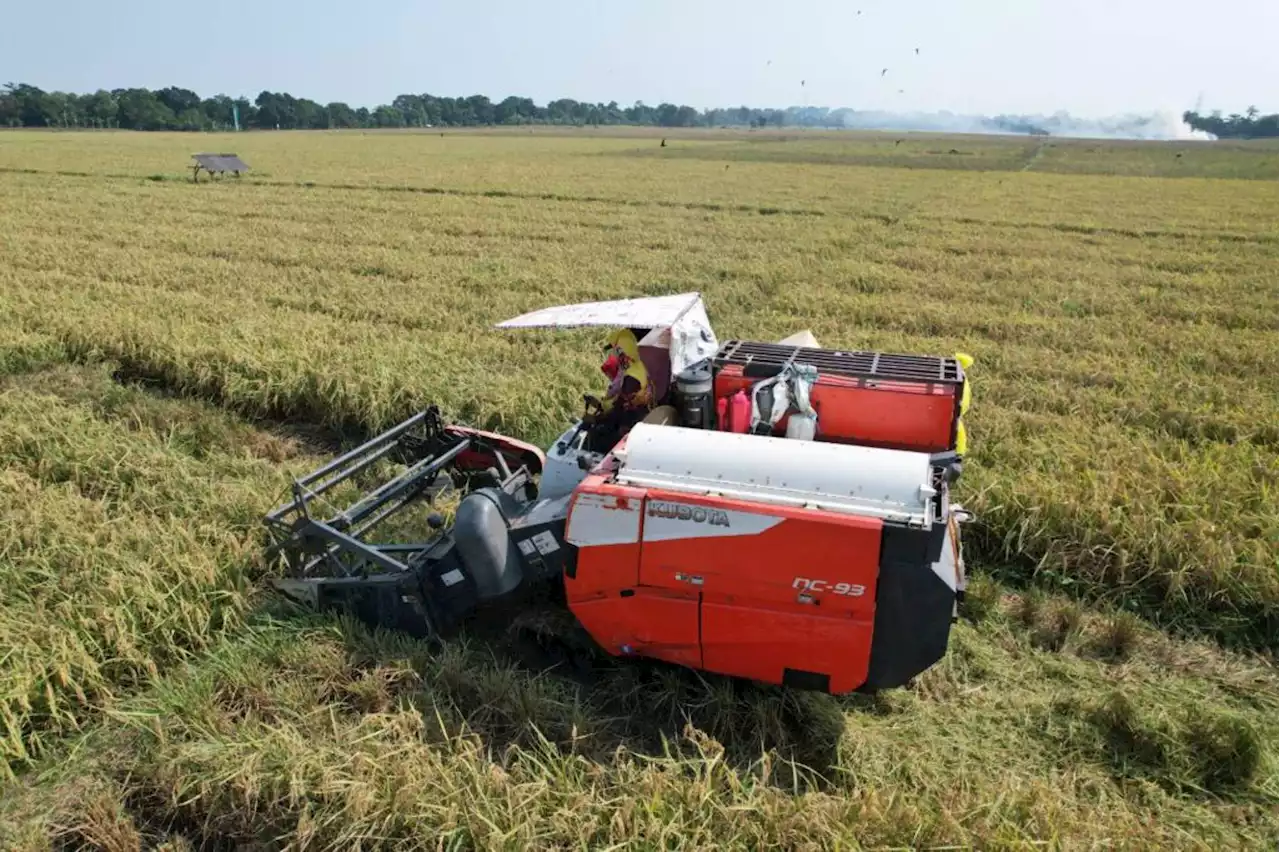 El Nino Melanda Indonesia, Program CSA Terbukti Tingkatkan Produktivitas Pertanian