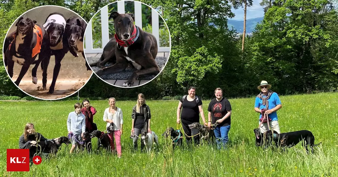 Verein rettet Greyhounds: Ein zweites Leben für die schnellsten Hunde der Welt