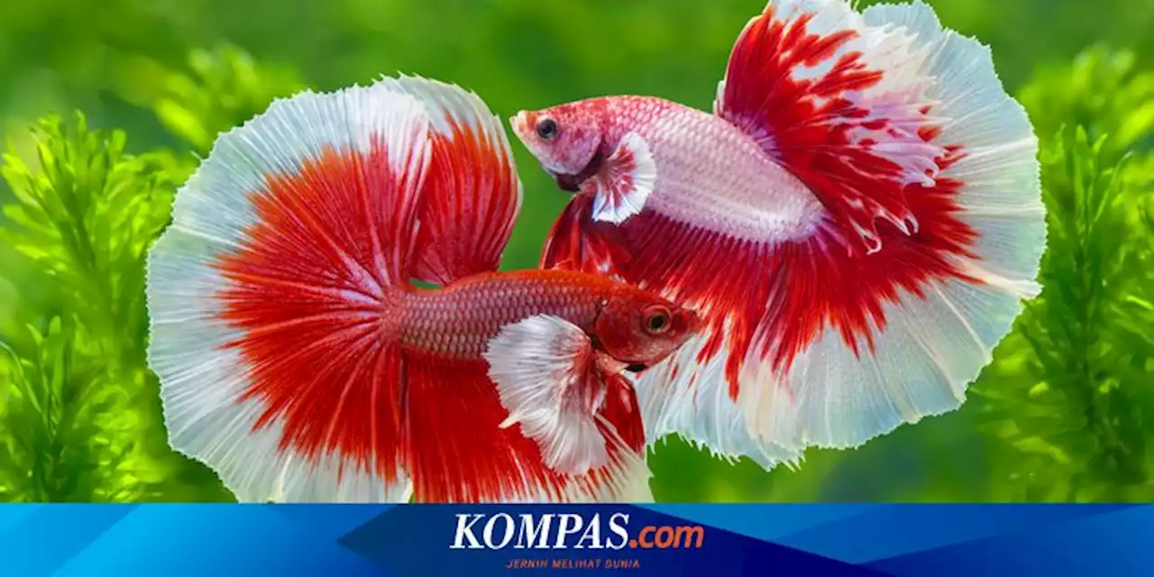 Cara Membedakan Jenis Kelamin Ikan Cupang Jantan dan Betina