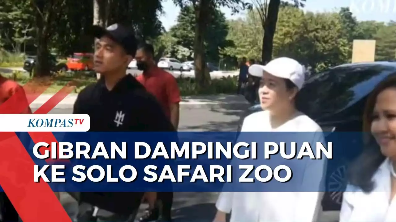 Momen Puan Keliling Solo Safari Zoo Ditemani Wali Kota Solo Gibran